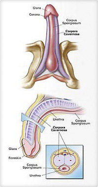 Penis Diagram